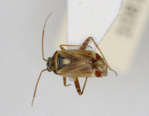  ( - ABOL-25-1081)  @11 [ ] Unspecified (default): All Rights Reserved (2025) Wolfgang Rabitsch Unspecified