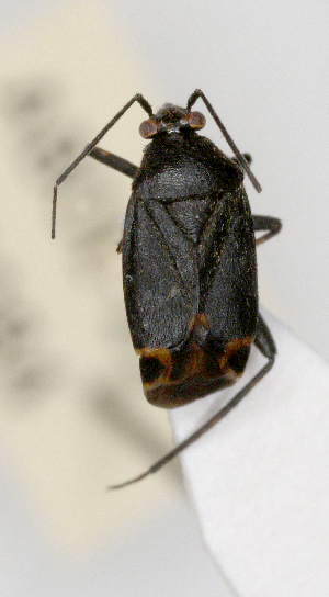  ( - ABOL-25-1084)  @11 [ ] Unspecified (default): All Rights Reserved (2025) Wolfgang Rabitsch Unspecified