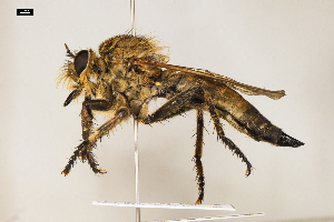  ( - ABOL-25-1091)  @11 [ ] CC-BY (2025) Naturhistorisches Museum Wien Unspecified