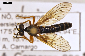  (Dioctria humeralis - ABOL-25-1106)  @11 [ ] CC-BY (2025) Naturhistorisches Museum Wien Unspecified