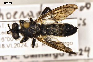  (Choerades dioctriaeformis - ABOL-25-1108)  @11 [ ] CC-BY (2025) Naturhistorisches Museum Wien Unspecified