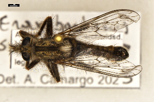  (Erax - ABOL-25-1109)  @11 [ ] CC-BY (2025) Naturhistorisches Museum Wien Unspecified