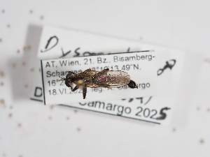  (Dysmachus cochleatus - ABOL-25-1115)  @11 [ ] CC-BY (2025) Naturhistorisches Museum Wien Unspecified