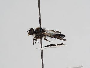  ( - ABOL-25-1130)  @11 [ ] CC-BY (2025) Naturhistorisches Museum Wien Unspecified