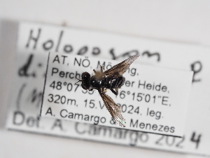  (Holopogon dimidiatus - ABOL-25-1131)  @11 [ ] CC-BY (2025) Naturhistorisches Museum Wien Unspecified
