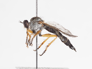  ( - ABOL-25-1141)  @11 [ ] CC-BY (2025) Naturhistorisches Museum Wien Unspecified