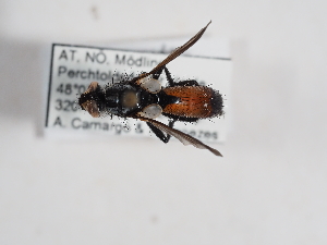  (Cylindromyia pilipes - ABOL-25-1146)  @11 [ ] CC-BY (2025) Naturhistorisches Museum Wien Unspecified