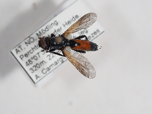  ( - ABOL-25-1147)  @11 [ ] CC-BY (2025) Naturhistorisches Museum Wien Unspecified