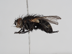  ( - ABOL-25-1149)  @11 [ ] CC-BY (2025) Naturhistorisches Museum Wien Unspecified