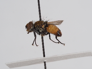  ( - ABOL-25-1154)  @11 [ ] CC-BY (2025) Naturhistorisches Museum Wien Unspecified