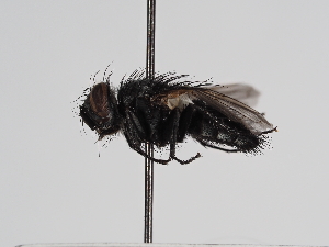  ( - ABOL-25-1155)  @11 [ ] CC-BY (2025) Naturhistorisches Museum Wien Unspecified