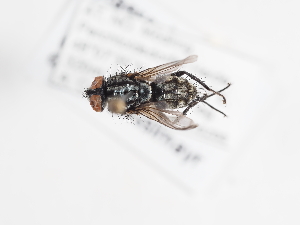  (Blaesoxipha laticornis - ABOL-25-1161)  @11 [ ] CC-BY (2025) Naturhistorisches Museum Wien Unspecified