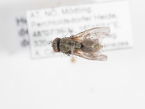  (Helina decipiens - ABOL-25-1165)  @11 [ ] CC-BY (2025) Naturhistorisches Museum Wien Unspecified