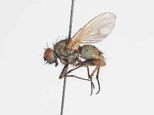  ( - ABOL-25-1165)  @11 [ ] CC-BY (2025) Naturhistorisches Museum Wien Unspecified