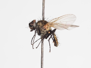  ( - ABOL-25-1169)  @11 [ ] CC-BY (2025) Naturhistorisches Museum Wien Unspecified