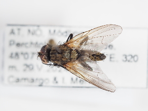  ( - ABOL-25-1177)  @11 [ ] CC-BY (2025) Naturhistorisches Museum Wien Unspecified