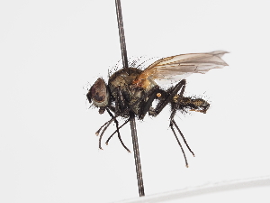  ( - ABOL-25-1177)  @11 [ ] CC-BY (2025) Naturhistorisches Museum Wien Unspecified