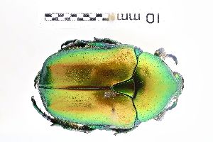  ( - ABOL-25-1186)  @11 [ ] CC-BY (2025) Naturhistorisches Museum Wien Unspecified