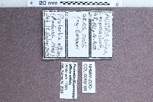  ( - ABOL-25-1186)  @11 [ ] CC-BY (2025) Naturhistorisches Museum Wien Unspecified