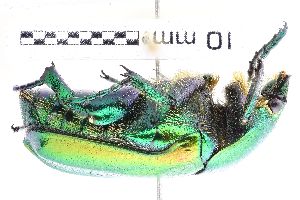  ( - ABOL-25-1186)  @11 [ ] CC-BY (2025) Naturhistorisches Museum Wien Unspecified