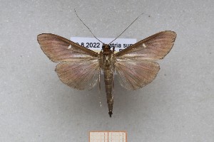  ( - ABOL-25-1332)  @11 [ ] Unspecified (default): All Rights Reserved (2025) Erwin Hauser Unspecified