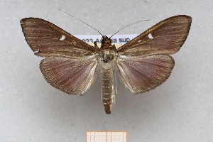  ( - ABOL-25-1344)  @11 [ ] Unspecified (default): All Rights Reserved (2025) Erwin Hauser Unspecified