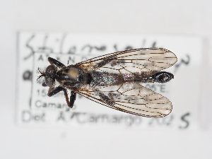  ( - ABOL-25-1356)  @11 [ ] Unspecified (default): All Rights Reserved (2025) Naturhistorisches Museum Wien Unspecified