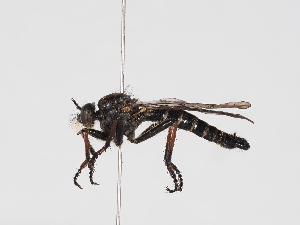  ( - ABOL-25-1356)  @11 [ ] Unspecified (default): All Rights Reserved (2025) Naturhistorisches Museum Wien Unspecified