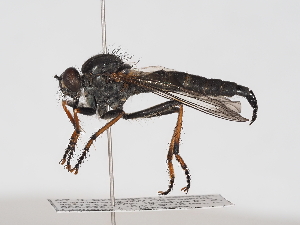  ( - ABOL-25-1358)  @11 [ ] Unspecified (default): All Rights Reserved (2025) Naturhistorisches Museum Wien Unspecified