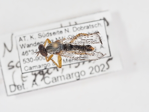  (Neomochtherus schineri - ABOL-25-1359)  @11 [ ] Unspecified (default): All Rights Reserved (2025) Naturhistorisches Museum Wien Unspecified