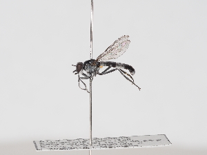  ( - ABOL-25-1360)  @11 [ ] Unspecified (default): All Rights Reserved (2025) Naturhistorisches Museum Wien Unspecified