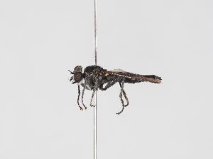  ( - ABOL-25-1361)  @11 [ ] Unspecified (default): All Rights Reserved (2025) Naturhistorisches Museum Wien Unspecified