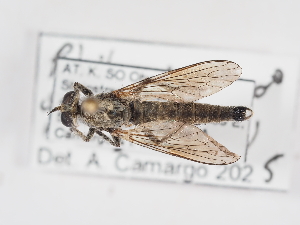  ( - ABOL-25-1366)  @11 [ ] Unspecified (default): All Rights Reserved (2025) Naturhistorisches Museum Wien Unspecified