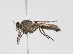  ( - ABOL-25-1366)  @11 [ ] Unspecified (default): All Rights Reserved (2025) Naturhistorisches Museum Wien Unspecified