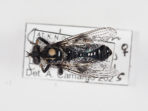  ( - ABOL-25-1367)  @11 [ ] Unspecified (default): All Rights Reserved (2025) Naturhistorisches Museum Wien Unspecified