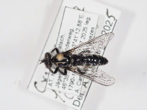  (Cyrtopogon flavimanus - ABOL-25-1368)  @11 [ ] Unspecified (default): All Rights Reserved (2025) Naturhistorisches Museum Wien Unspecified