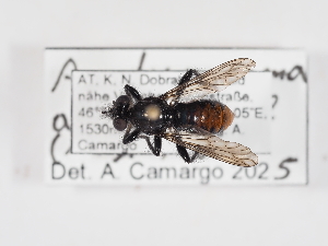  ( - ABOL-25-1369)  @11 [ ] Unspecified (default): All Rights Reserved (2025) Naturhistorisches Museum Wien Unspecified