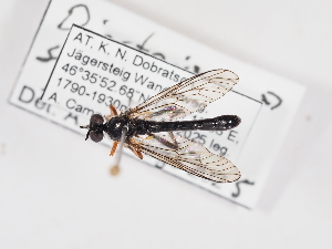  (Dioctria sudetica - ABOL-25-1370)  @11 [ ] Unspecified (default): All Rights Reserved (2025) Naturhistorisches Museum Wien Unspecified