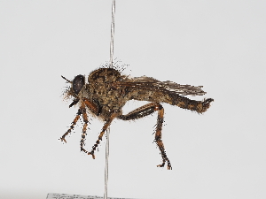  ( - ABOL-25-1371)  @11 [ ] Unspecified (default): All Rights Reserved (2025) Naturhistorisches Museum Wien Unspecified