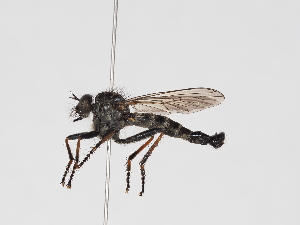  ( - ABOL-25-1372)  @11 [ ] Unspecified (default): All Rights Reserved (2025) Naturhistorisches Museum Wien Unspecified