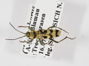  ( - ABOL-25-1379)  @11 [ ] Unspecified (default): All Rights Reserved (2025) Naturhistorisches Museum Wien Unspecified