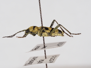  ( - ABOL-25-1379)  @11 [ ] Unspecified (default): All Rights Reserved (2025) Naturhistorisches Museum Wien Unspecified