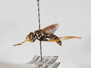  ( - ABOL-25-1380)  @11 [ ] Unspecified (default): All Rights Reserved (2025) Naturhistorisches Museum Wien Unspecified