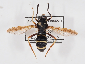  ( - ABOL-25-1387)  @11 [ ] Unspecified (default): All Rights Reserved (2025) Naturhistorisches Museum Wien Unspecified