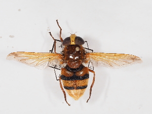  ( - ABOL-25-1391)  @11 [ ] Unspecified (default): All Rights Reserved (2025) Naturhistorisches Museum Wien Unspecified