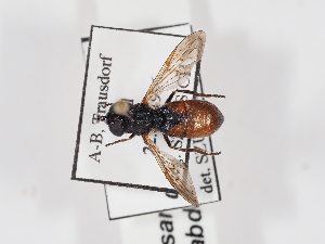  (Psarus abdominalis - ABOL-25-1398)  @11 [ ] Unspecified (default): All Rights Reserved (2025) Naturhistorisches Museum Wien Unspecified