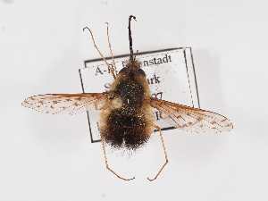  ( - ABOL-25-1412)  @11 [ ] Unspecified (default): All Rights Reserved (2025) Naturhistorisches Museum Wien Unspecified