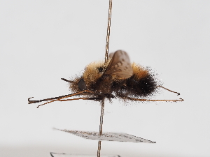  ( - ABOL-25-1412)  @11 [ ] Unspecified (default): All Rights Reserved (2025) Naturhistorisches Museum Wien Unspecified