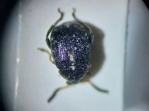  ( - ABOL-BIOBLITZ23-DR008)  @11 [ ] Unspecified (default): All Rights Reserved (2024) Dominik Rabl Unspecified
