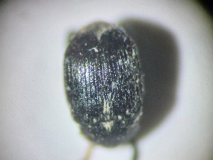  ( - ABOL-BIOBLITZ23-DR010)  @11 [ ] Unspecified (default): All Rights Reserved (2024) Dominik Rabl Unspecified